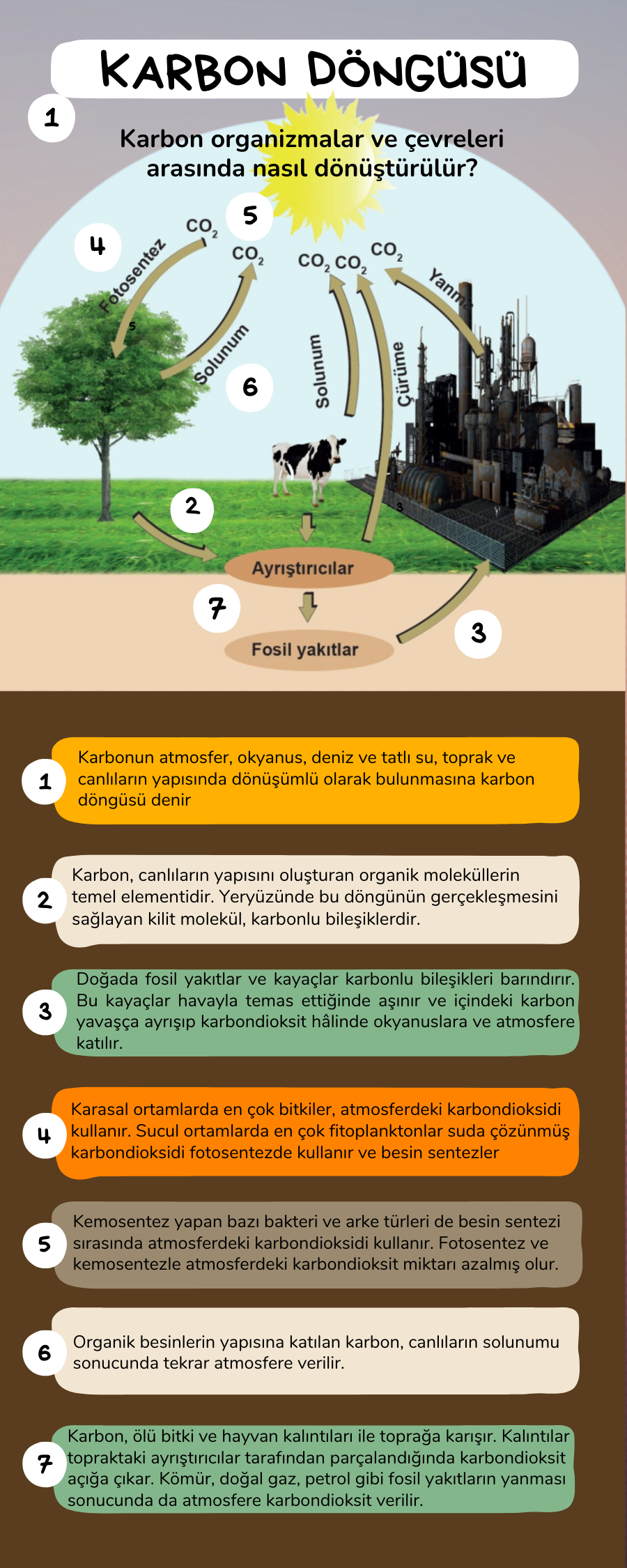 Ekosistem Ekolojisi ve Güncel Çevre Sorunları Karbon Döngüsü