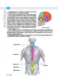 Page 58 Biyoloji 11 1 Unite